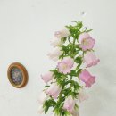 플로리스트아람