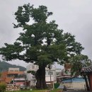 느티나무 이미지