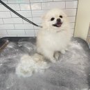 림&Doggy Salon 이미지