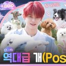 모아 dog 이미지