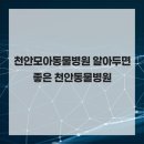 천안모아동물병원 | 천안모아동물병원 알아두면 좋은 천안동물병원