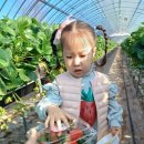 봄이네농장 이미지