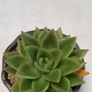 다미농장 이미지