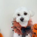 오늘도, 멍멍 이미지