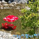 소금강행복펜션 이미지