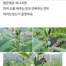 참깨역병 Sesame phytophthora blight 이미지