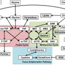 One-Carbon Metabolism in Health and Disease. 2017 Cell press 이미지