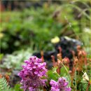 구름송이 이미지