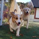 애견천사들 이미지