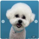 미소애견 미용실 이미지