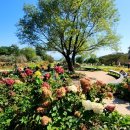 합천자원 | 합천군, 황매산 억새축제 14만 명 방문···사계절 관광지 도약 기반 다져