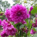 녹색목장 이미지