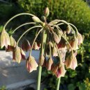 Cicilian hony lily 이미지