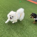 피플앤 퍼피 이미지