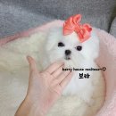 베리하우스 켄넬 이미지