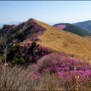 진달래 명산행지 20 이미지