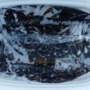 제주 자연산 아기 물미역 5kg 무료배송(1일)19:30/최고가1인 이미지