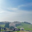 천지목장 | 서산한우목장 벚꽃길 웰빙산책로 여행후기