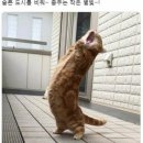 나비의 꿈 이미지