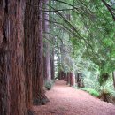 레드우드 이미지