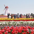 튤립공원 이미지