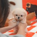 울산 강아지분양 미유펫 이미지