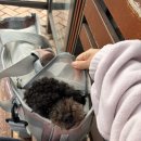 반석동로 | 대전 강아지 프로필 사진 촬영 후기|컨셉·비용·결과물까지 정리-라뭉스튜디오-