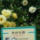 꽃을주는사람 이미지