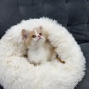 수원-0918 | 수원고양이분양 찾다가 방문한 독스캣 수원점 후기