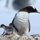 젠투펭귄 [Gentoo penguin (Pygoscelis papua)] 이미지