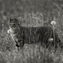 페테리안동물병원 이미지