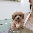 강아지분양 마이댕냥 일산점 네이버블로그