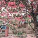 운신초등학교 | 운신초등학교 서산 숨겨진 겹벚꽃 명소