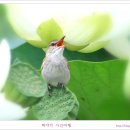 [이천] 성호연꽃단지의 개개비 이미지