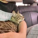 해피올동물병원 이미지