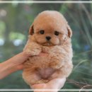 도도애견샵 | 도곡동강아지분양 내게 꼭 맞는 아이를 만난 애견샵)