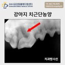 공감동물메디컬센터 | 강아지 치근단농양, 강아지 비장종양 - 광주 공감동물메디컬센터