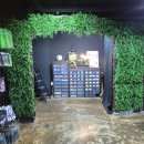 초록도마뱀 | 수원 영화동 뉴런렙스쿨 | 우리집 셋째딸 50일된 게코도마뱀 분양 후기