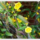 재스민향기 이미지