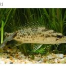 민물나라 이미지