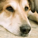 양주24시해든동물의료센터 이미지