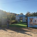 바닐라 퍼피 | [전남 나주 애견카페]퍼피디즈니_광주 근교 반려동물 운동장 내돈내산 후기