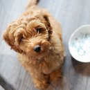 송파데일리동물병원 이미지