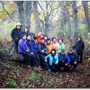 새벽-숲 이미지