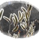 멋내는 강아지 이미지