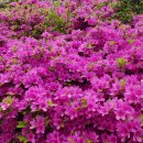 화개농원 이미지