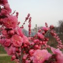 매실박사