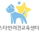 스타 반려견 교육센터 네이버블로그