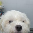 두리그루밍 이미지