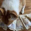 펫브로(Pet Bro) 이미지